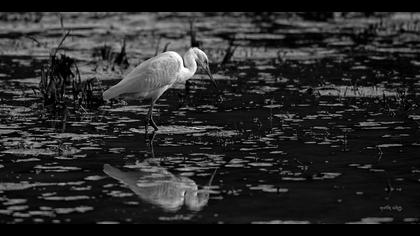 Küçük ak balıkçıl