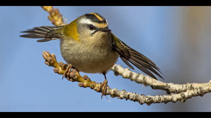 Sürmeli çalıkuşu