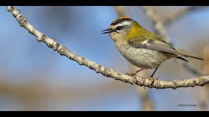 Sürmeli çalıkuşu