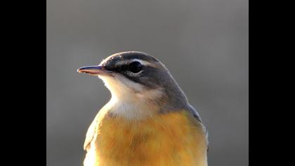 Dağ kuyruksallayanı