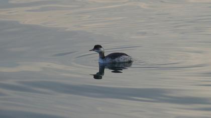 Karaboyunlu batağan