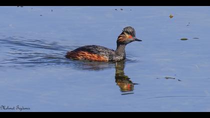 Karaboyunlu batağan