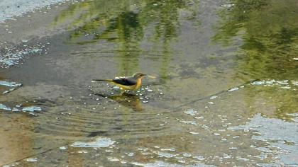 Dağ kuyruksallayanı
