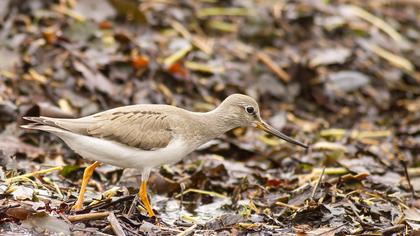 Terek düdükçünü