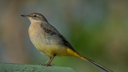 Dağ kuyruksallayanı