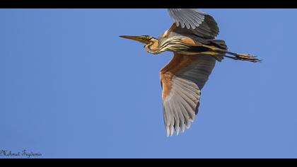 Erguvani balıkçıl