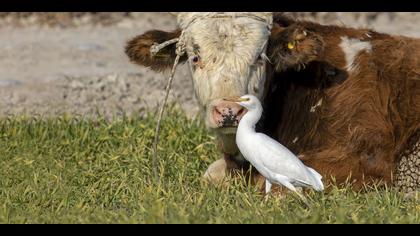 Sığır balıkçılı