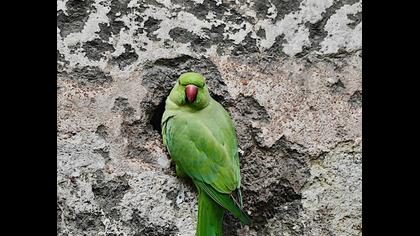 Yeşil papağan