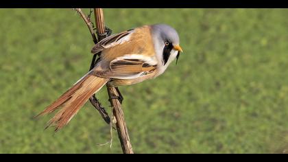 Bıyıklı baştankara
