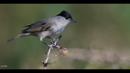 Karabaşlı ötleğen