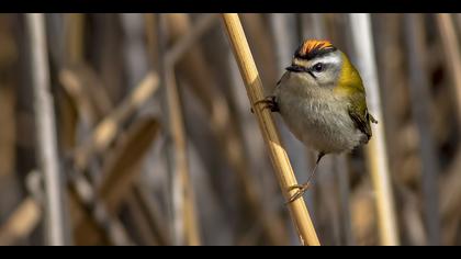 Sürmeli çalıkuşu