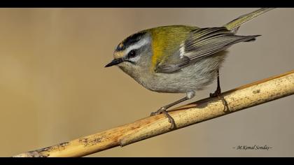 Sürmeli çalıkuşu