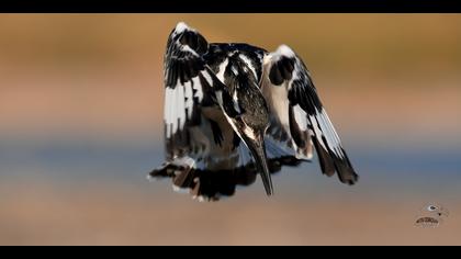 Alaca yalıçapkını