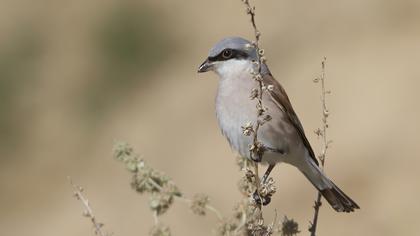 Kızılsırtlı örümcekkuşu
