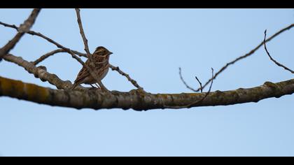 Akkaşlı kirazkuşu