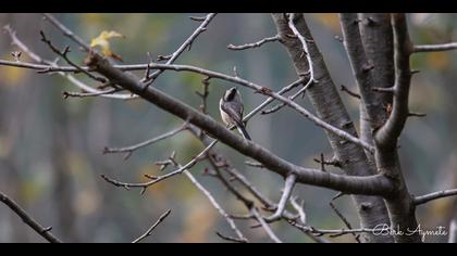 Uzunkuyruklu baştankara