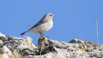 Aksırtlı kuyrukkakan