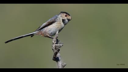 Uzunkuyruklu baştankara