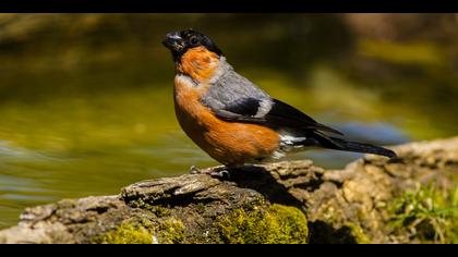 Şakrak » Eurasian Bullfinch » Pyrrhula pyrrhula