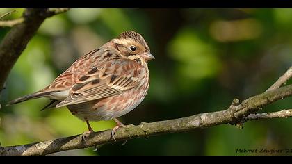 Akkaşlı kirazkuşu