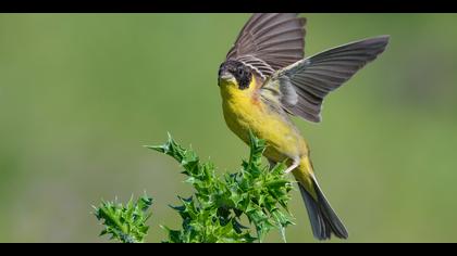 Karabaşlı kirazkuşu