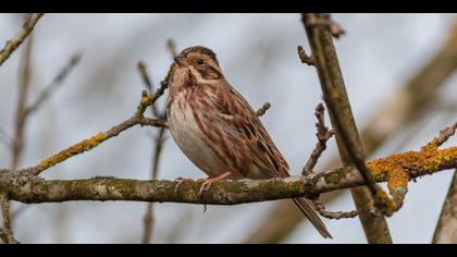 Akkaşlı kirazkuşu
