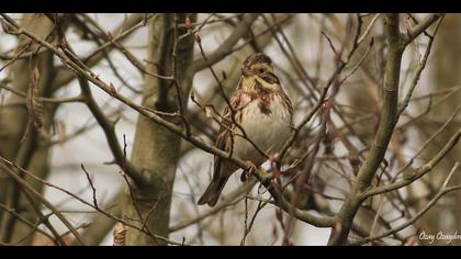 Akkaşlı kirazkuşu
