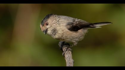 Uzunkuyruklu baştankara