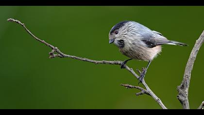 Uzunkuyruklu baştankara