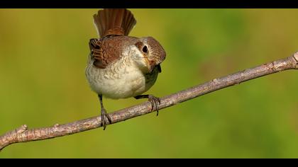 Kızılsırtlı örümcekkuşu