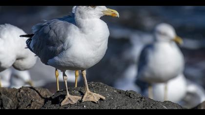 Kuzey gümüş martı