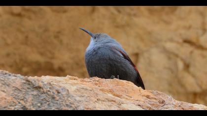 Duvar tırmaşıkkuşu