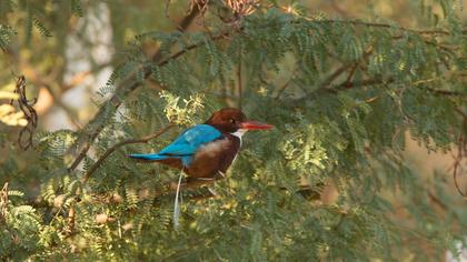 İzmir yalıçapkını