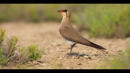 Bataklıkkırlangıcı