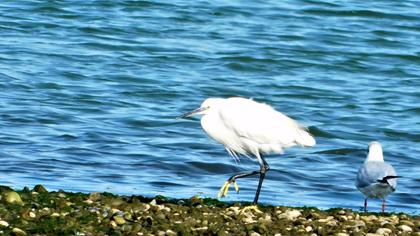 Küçük ak balıkçıl