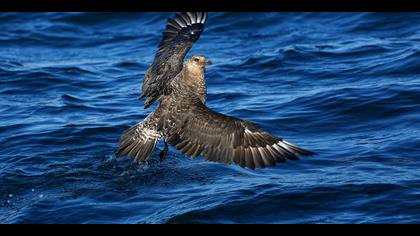 Kütkuyruklu korsanmartı