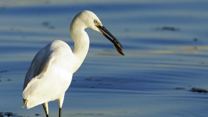 Küçük ak balıkçıl