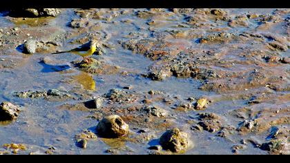 Dağ kuyruksallayanı