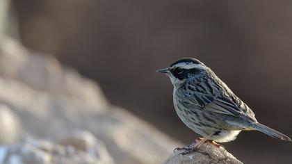 Sürmeli dağbülbülü