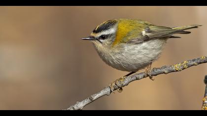 Sürmeli çalıkuşu