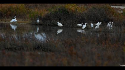 Küçük ak balıkçıl