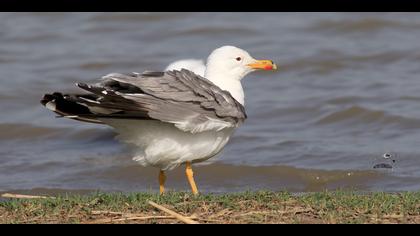 Van gölü martısı