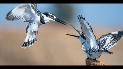 Alaca yalıçapkını