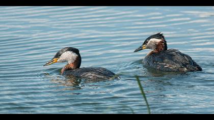 Kızılboyunlu batağan