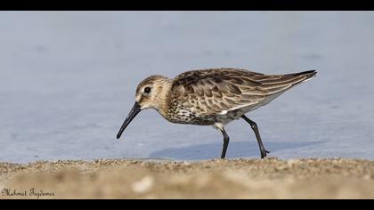 Karakarınlı kumkuşu