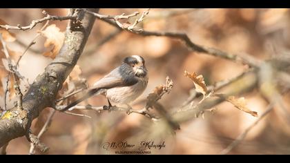 Uzunkuyruklu baştankara
