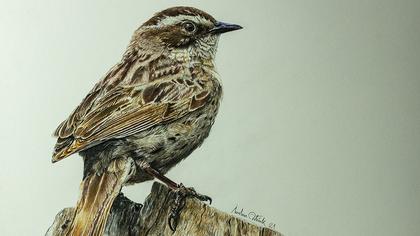 Sürmeli dağbülbülü