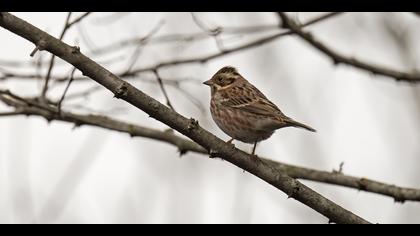 Akkaşlı kirazkuşu