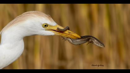 Sığır balıkçılı