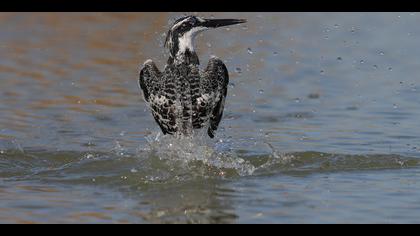 Alaca yalıçapkını